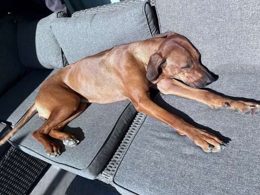 Rhodesian Ridgeback-Beitrag-Bild