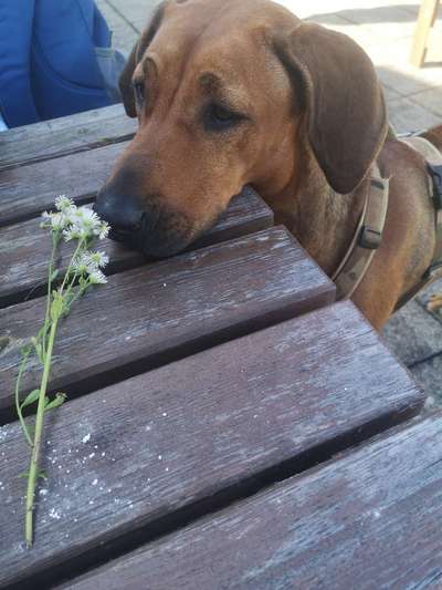 Rhodesian Ridgeback-Beitrag-Bild