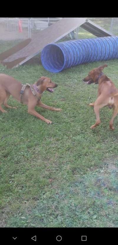 Rhodesian Ridgeback-Beitrag-Bild