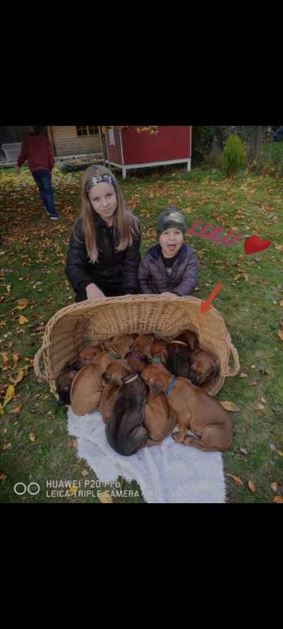 Rhodesian Ridgeback-Beitrag-Bild