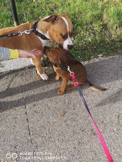 Rhodesian Ridgeback-Beitrag-Bild