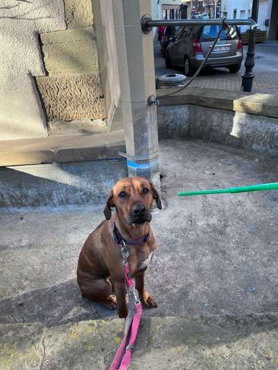 Rhodesian Ridgeback-Beitrag-Bild
