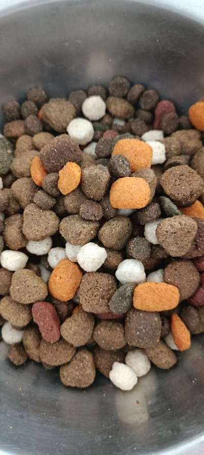 Rhodesian Ridgeback-Beitrag-Bild