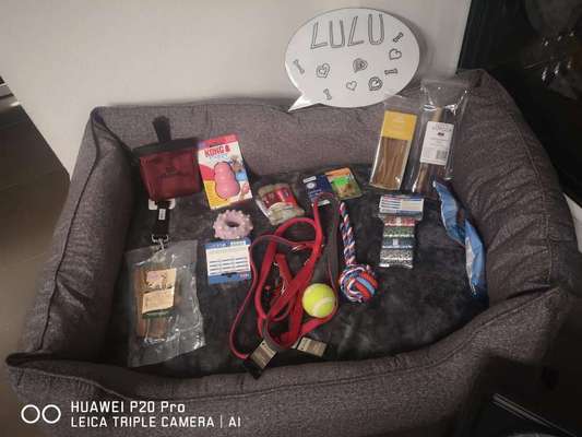 Rhodesian Ridgeback-Beitrag-Bild