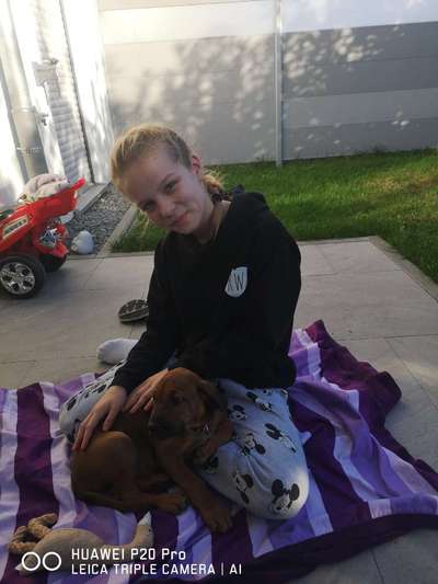 Rhodesian Ridgeback-Beitrag-Bild