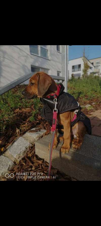 Rhodesian Ridgeback-Beitrag-Bild