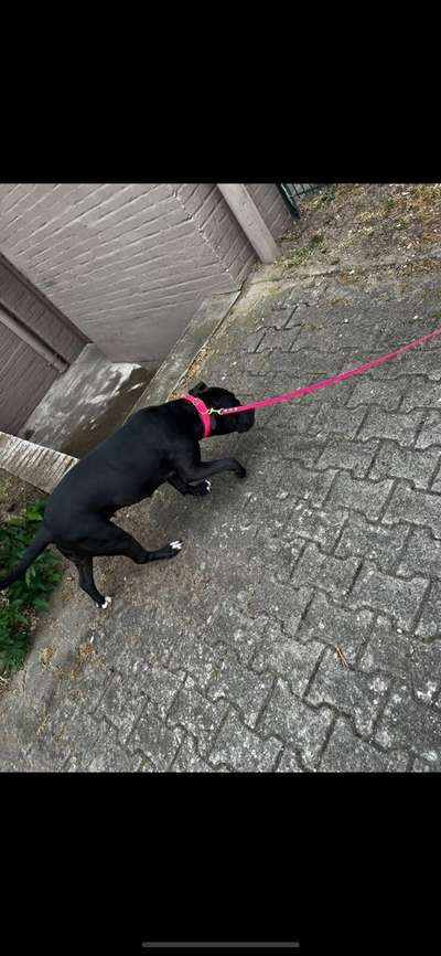 Der Gewichts-Thread-Beitrag-Bild