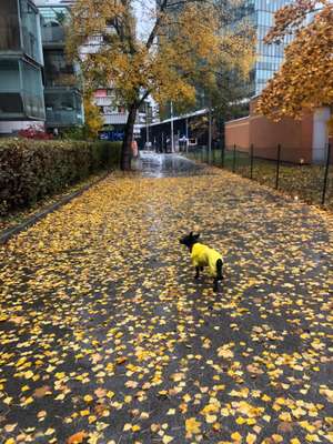 Hundetreffen-Spazieren mit Hund 🐕‍🦺-Bild