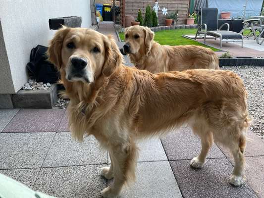 Wo sind die Golden Retriever Liebhaber?-Beitrag-Bild