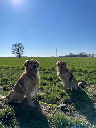 Wo sind die Golden Retriever Liebhaber?-Beitrag-Bild
