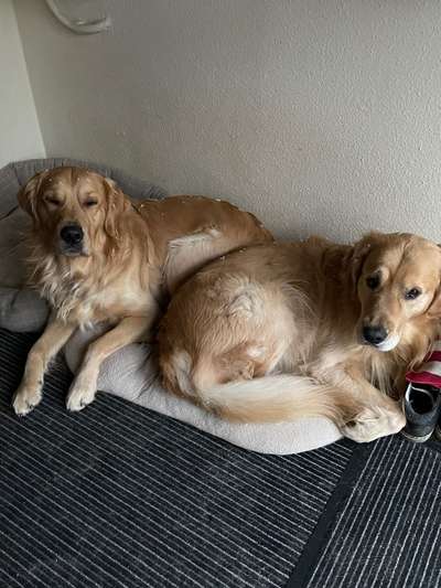 Wo sind die Golden Retriever Liebhaber?-Beitrag-Bild