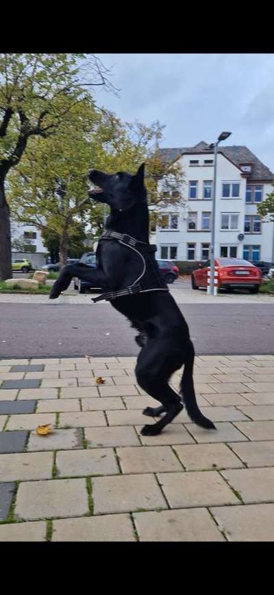 Deutsche Schäferhunde, Belgische Schäferhunde.-Beitrag-Bild