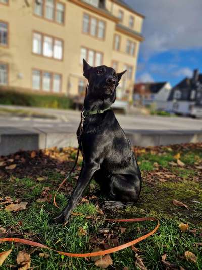 Deutsche Schäferhunde, Belgische Schäferhunde.-Beitrag-Bild