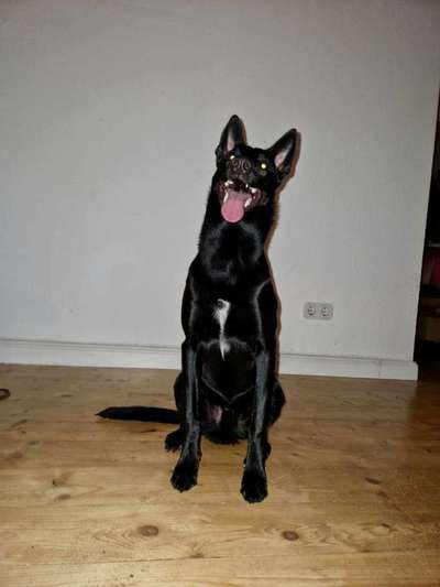 Deutsche Schäferhunde, Belgische Schäferhunde.-Beitrag-Bild