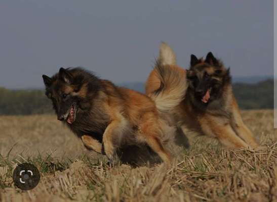 Deutsche Schäferhunde, Belgische Schäferhunde.-Beitrag-Bild