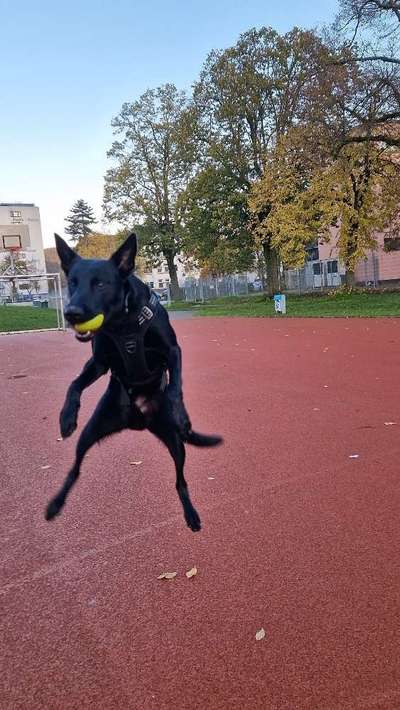Schäferhund-Beitrag-Bild