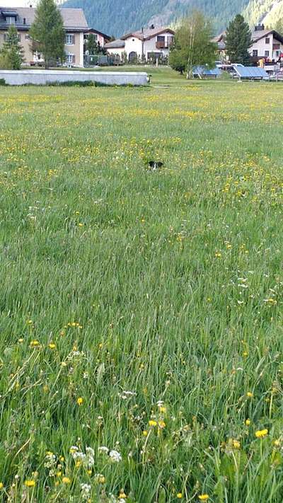 5. Hund im hohen Gras-Beitrag-Bild