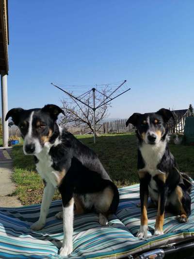 Appenzeller Sennenhunde-Beitrag-Bild