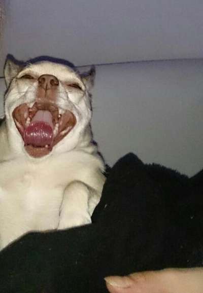 Her mit dem Grimassen-Beitrag-Bild