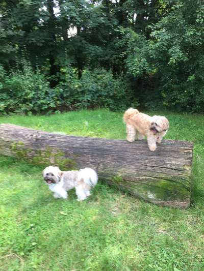 Bolonka Zwetna Freunde-Beitrag-Bild