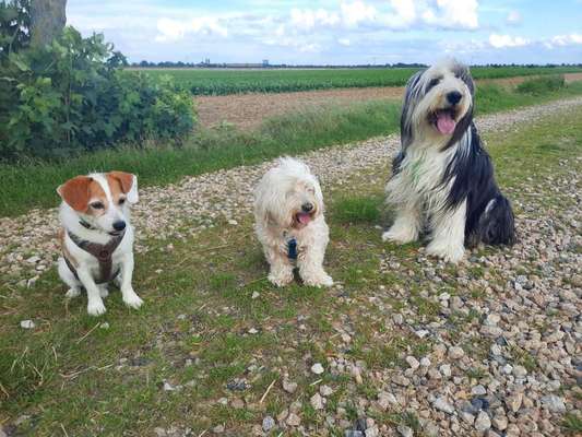 Hundetreffen-Senioren Treffen in Raum Düren-Bild