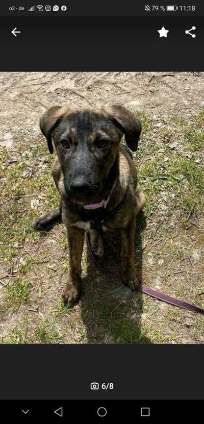 Mischlinge raten - Rätselspaß-Beitrag-Bild