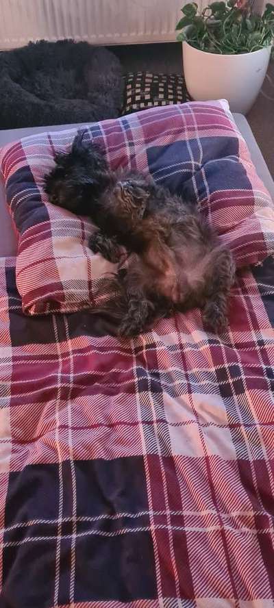 Zeigt mir die lustigsten Schlafpositionen eurer Fellnasen-Beitrag-Bild