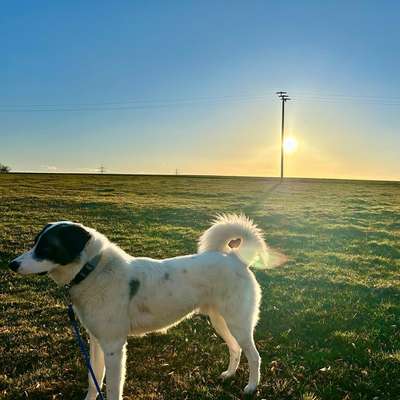 Hundetreffen-Hundedate-Bild