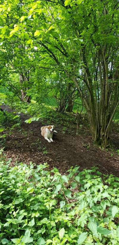 Die Dogorama Monats Challenge "Es grünt und blüht"-Beitrag-Bild