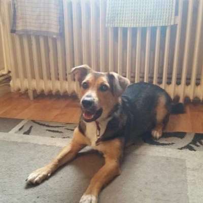 Hundetreffen-Trainieren und Spielen-Bild