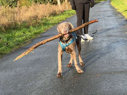 Weihnachtsmanns Rute-Beitrag-Bild