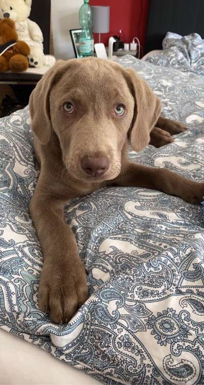 Welpen Bilder !-Beitrag-Bild