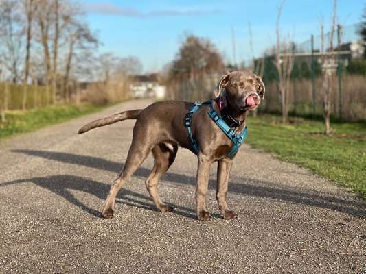 Fotochallenge Nr. 59 - Mein Hund zeigt die Zunge-Beitrag-Bild