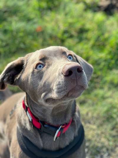 Zeigt mal die schönsten Bilder von euren Hunden !-Beitrag-Bild