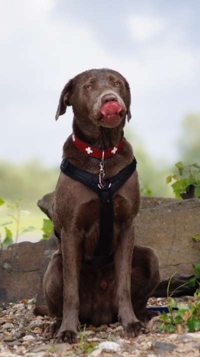 Tongue Out Tuesday-Beitrag-Bild