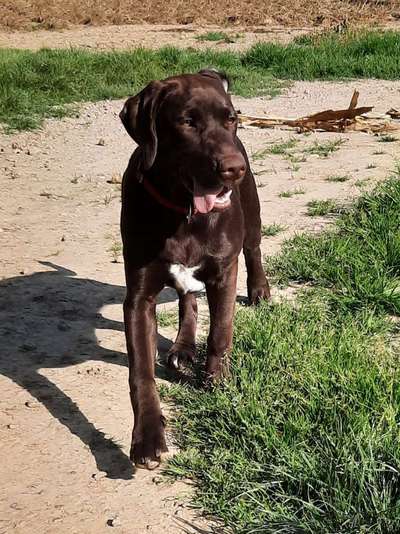 Aussiedors oder Leopard Labrador Gruppe-Beitrag-Bild