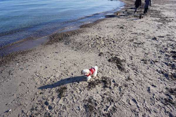 Dogorama-Monats-Challenge-Mai "Wasser"-Beitrag-Bild