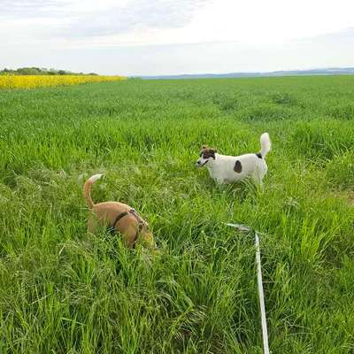 Hundeauslaufgebiet-Oberdürrbach Richtung Rotkreuzhof-Bild