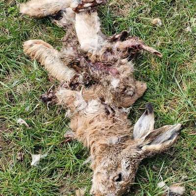 Giftköder-Giftköder oder Aas vom Hase-Bild