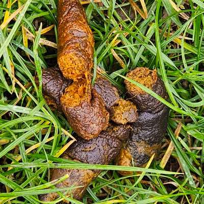 Kotfarbe ?-Beitrag-Bild