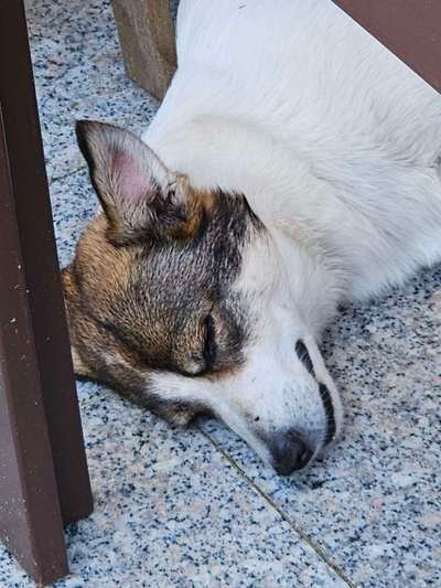 Hundetreffen-Gassi in den frühen Morgestunden-Bild