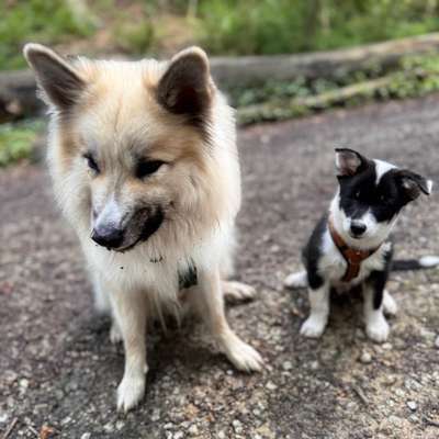 Hundetreffen-Spiel und Gassirunde Brandheide Recklinghausen