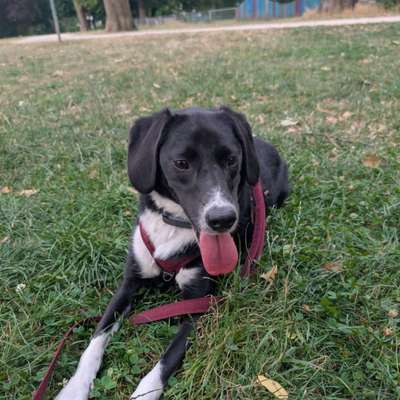 Hundetreffen-Gassifreunde und Spielpartner gesucht-Bild
