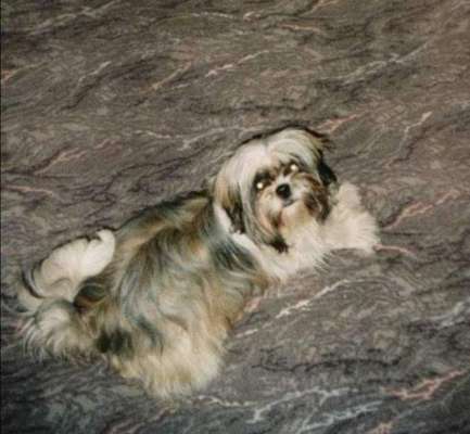 Shih Tzu von Jung bis Senioren-Beitrag-Bild