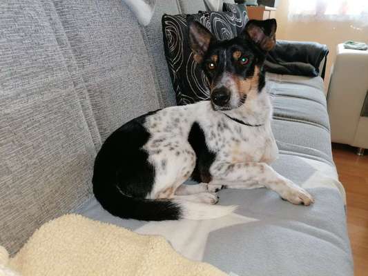 Wo habt ihr eure Hunde her ?-Beitrag-Bild