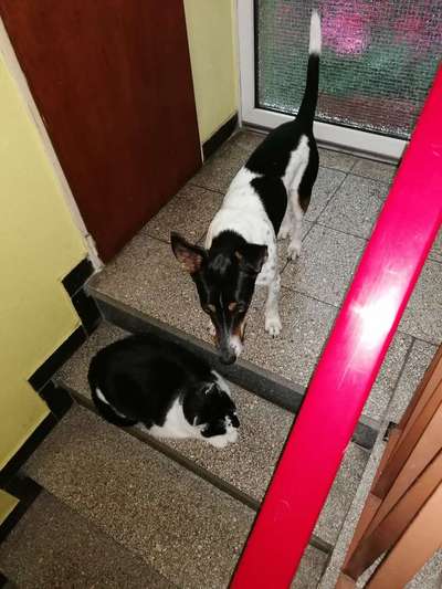 Hund und Katz Momente-Beitrag-Bild