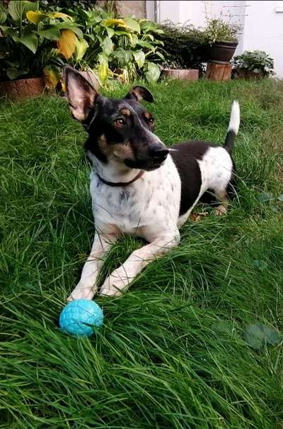 Mischlingshunde Foto Aufruf-Beitrag-Bild