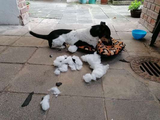 Zeig mir, dass du mit einem hund zusammenlebst....-Beitrag-Bild