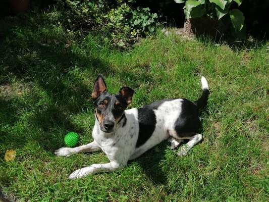 Rhodesian Ridgeback-Beitrag-Bild