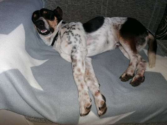 Die Dogorama-Wochen-Challenge "Die schönste Grimasse"-Beitrag-Bild